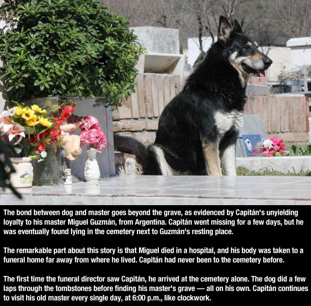 Dogs Truly Are The Most Loyal Pets In The World