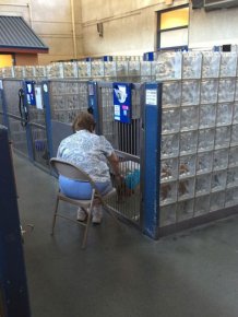 Kindhearted Woman Hangs Out At The Shelter And Reads Books To Lonely Dogs