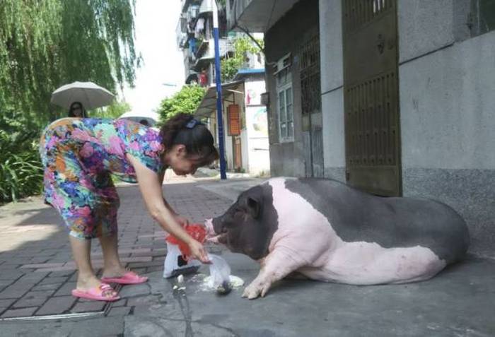 This Woman Just Wanted A Small Pet Pig But She Got So Much More Animals