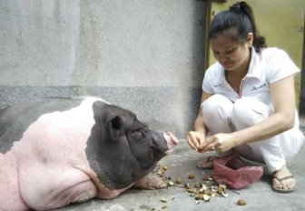 This Woman Just Wanted A Small Pet Pig But She Got So Much More