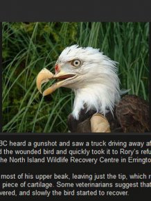 Dentist Saves Eagle By Giving Him A New Beak
