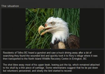 Dentist Saves Eagle By Giving Him A New Beak