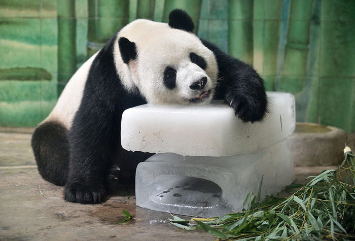 Animals Stay Cool In The Summer Heat By Eating Icy Treats