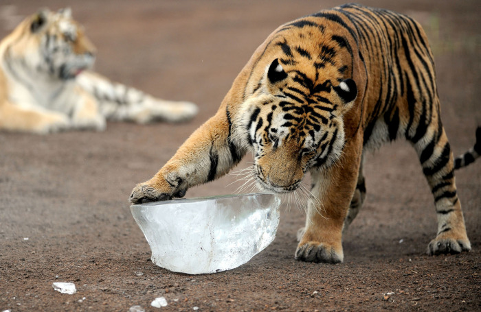 Animals Stay Cool In The Summer Heat By Eating Icy Treats