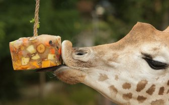 Animals Stay Cool In The Summer Heat By Eating Icy Treats