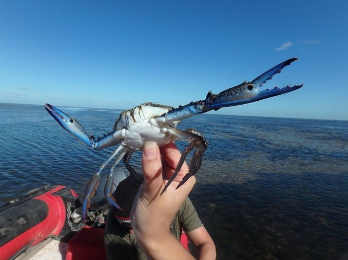 This Photoshopped Crab Is The Newest Internet Sensation