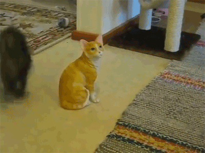 Daily GIFs Mix, part 764
