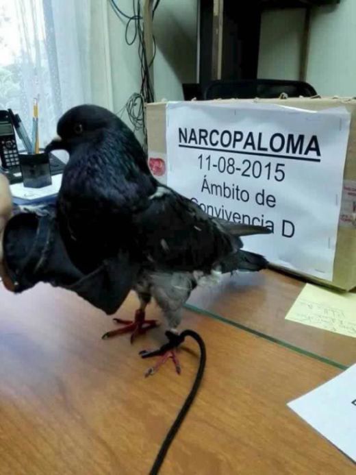 Authorities Caught A Drug Smuggling Bird At A Prison In San Jose