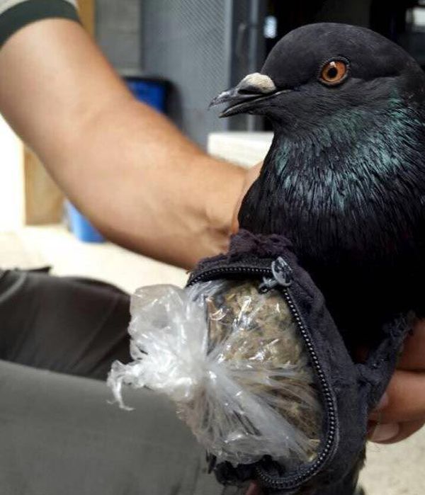 Authorities Caught A Drug Smuggling Bird At A Prison In San Jose