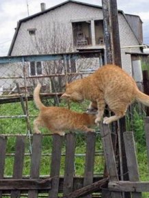 Two Cats, One Fence 