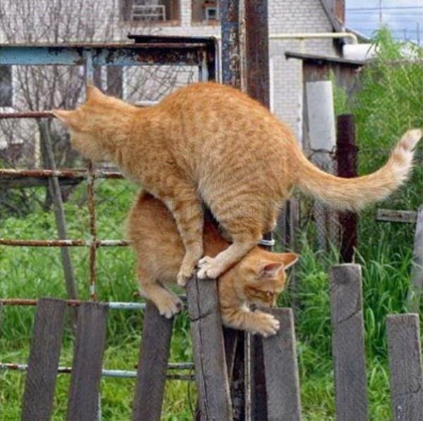 Two Cats, One Fence 