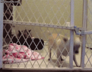 Daily GIFs Mix, part 768