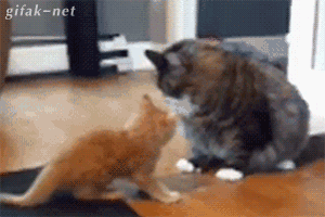 Daily GIFs Mix, part 768