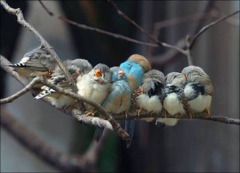 Birds Cuddle Up to Stay Warm