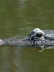 What Alligators Look Like When They Walk Underwater