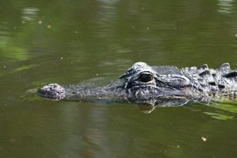 What Alligators Look Like When They Walk Underwater
