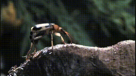 Insects And Parasites Are Oddly Mesmerizing In GIF Form