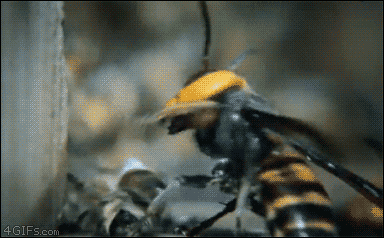 Insects And Parasites Are Oddly Mesmerizing In GIF Form