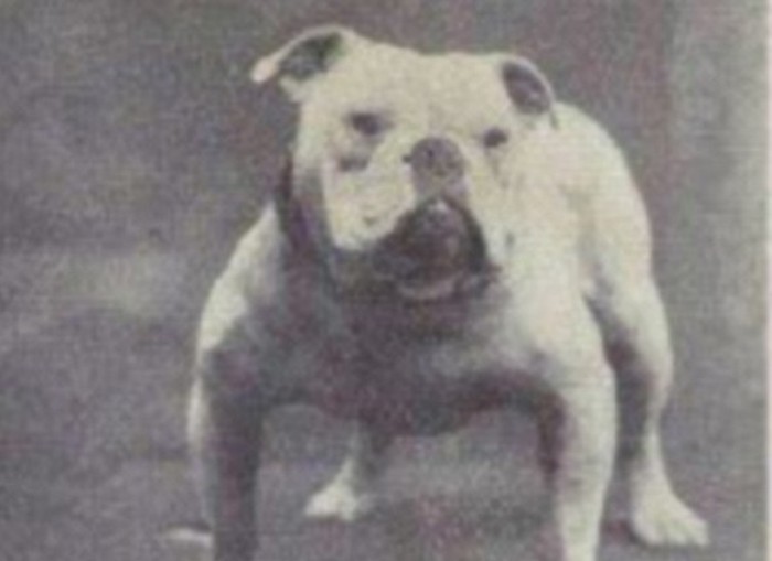 How Dogs Have Evolved Over The Last 100 Years