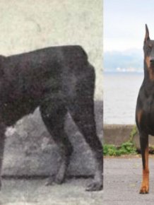 How Dogs Have Evolved Over The Last 100 Years