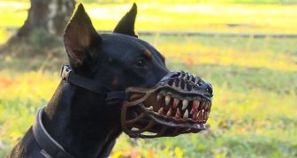 Scary Muzzle That Turns Any Dog Into A Beast