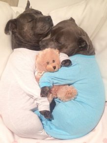 Cute Staffordshire Bull Terrier Brothers