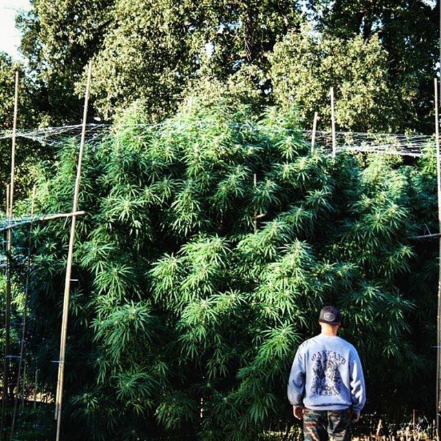 Big Mike Is The Multi-Millionaire Legal Marijuana Entrepreneur