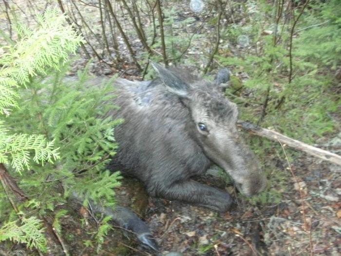 Moose Yearling Rescued
