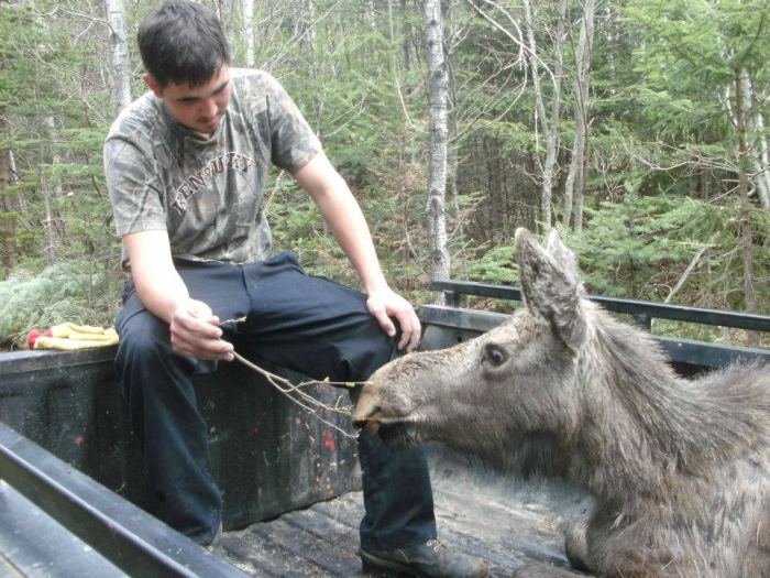 Moose Yearling Rescued