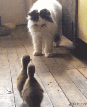 Daily GIFs Mix, part 776