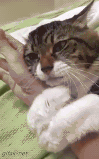 Daily GIFs Mix, part 779