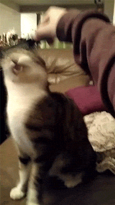 Daily GIFs Mix, part 780