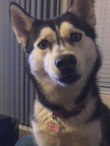 Husky Looks Heartbroken When He Misses Out On The Last Bite Of A Burger