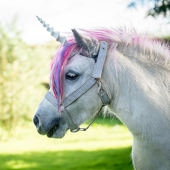 Meet The Couple That Shares Their House With A Unicorn
