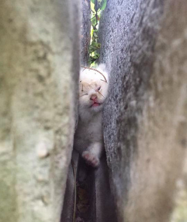Tiny Kitten Gets Stuck Between A Rock And A Hard Place