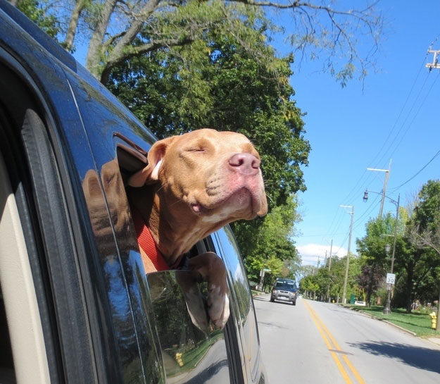 Shelter Dogs Take Their First Trip To Their Forever Home