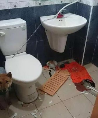 Locking A Dog Up In A Bathroom Is A Horrible Idea