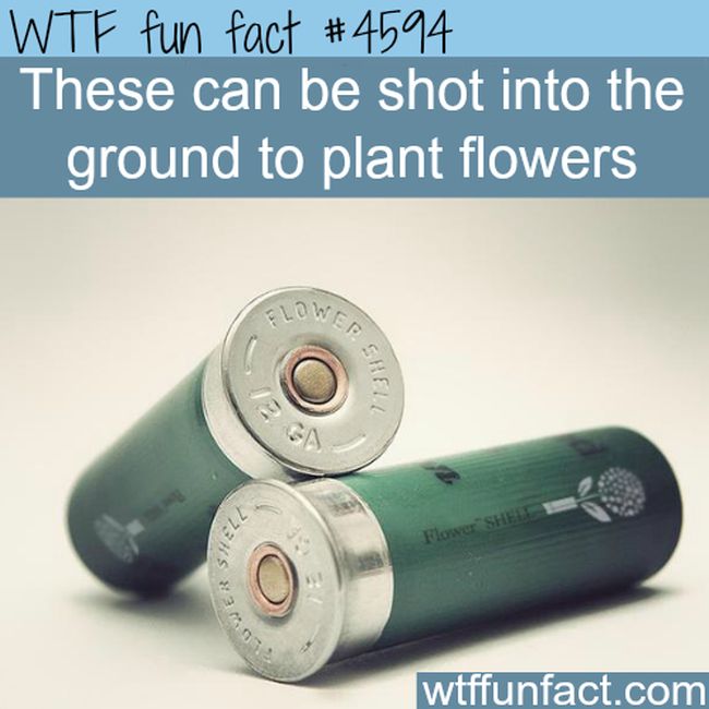 25 Fun Facts That Will Make You Say WTF