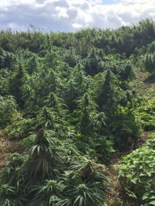 Police Find A Forest Of Cannabis Plants Growing In London