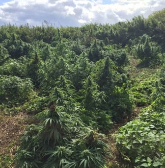 Police Find A Forest Of Cannabis Plants Growing In London