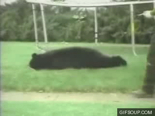 [Image: awesome-animal-fails-that-are-absolutely...ious-2.gif]