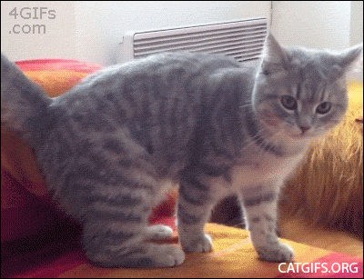 13 Gifs Of Animal Fails That Are As Funny As They Are Adorable - I Can Has  Cheezburger?