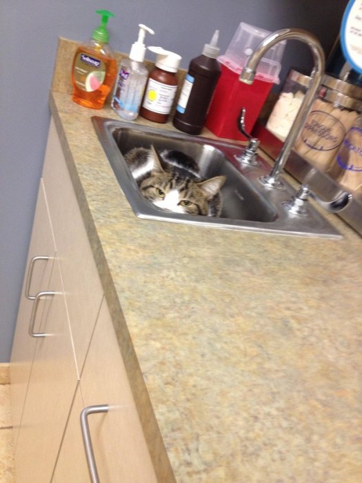 Cats Try Their Best To Hide From The Vet