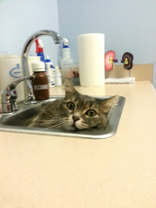 Cats Try Their Best To Hide From The Vet