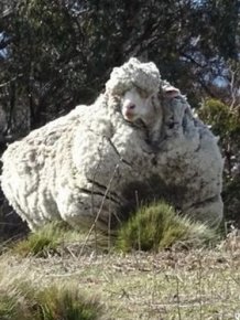 Say Hello To Chris, The World's Wooliest Sheep