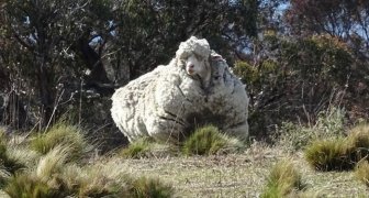 Say Hello To Chris, The World's Wooliest Sheep