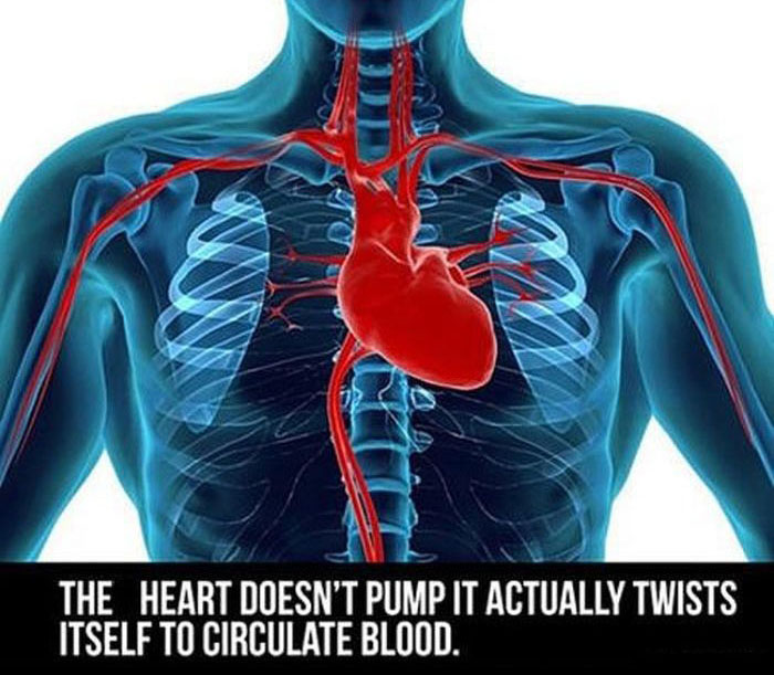 Fun Facts Every Person Should Know About The Human Body