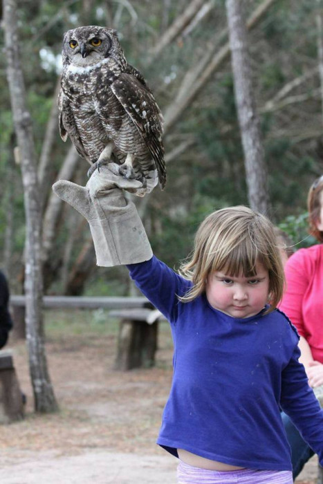Unhappy Girl Holds An Owl, The Internet Reacts Accordingly