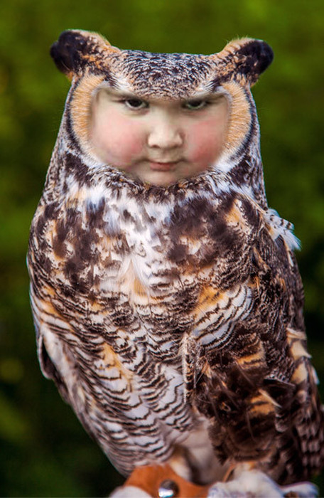 Unhappy Girl Holds An Owl, The Internet Reacts Accordingly