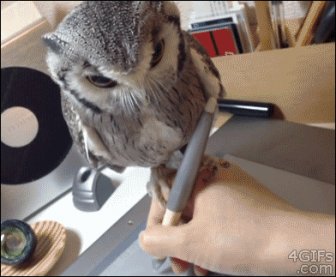 Owls Are Strange But Hilarious Creatures Creatures